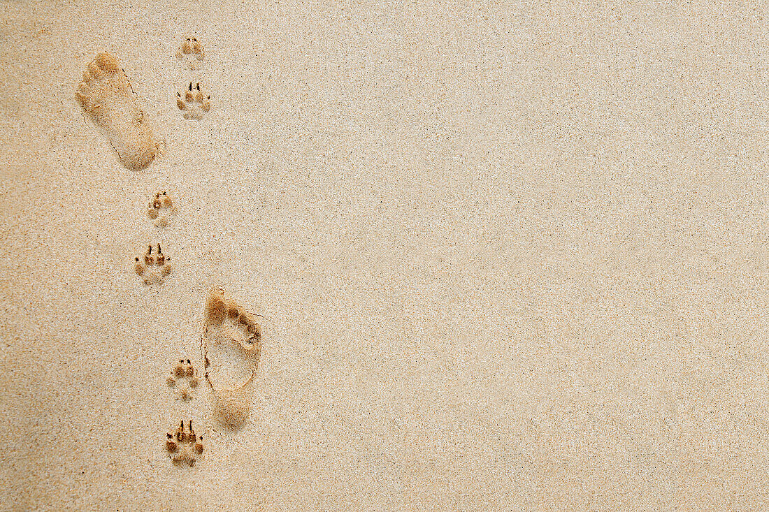 Hawaii, Oahu, Footprints and pawprints in the sand.