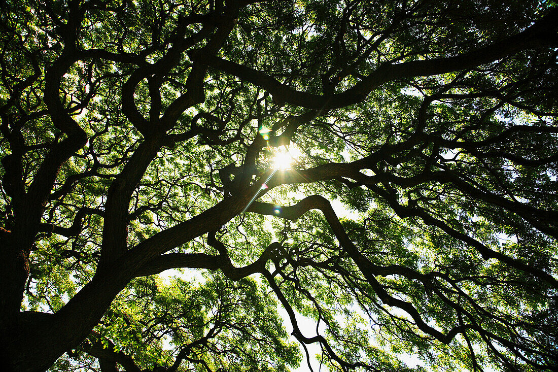 Hawaii, Oahu, Huge Monkey Pod tree with sunlight shinning through branches.