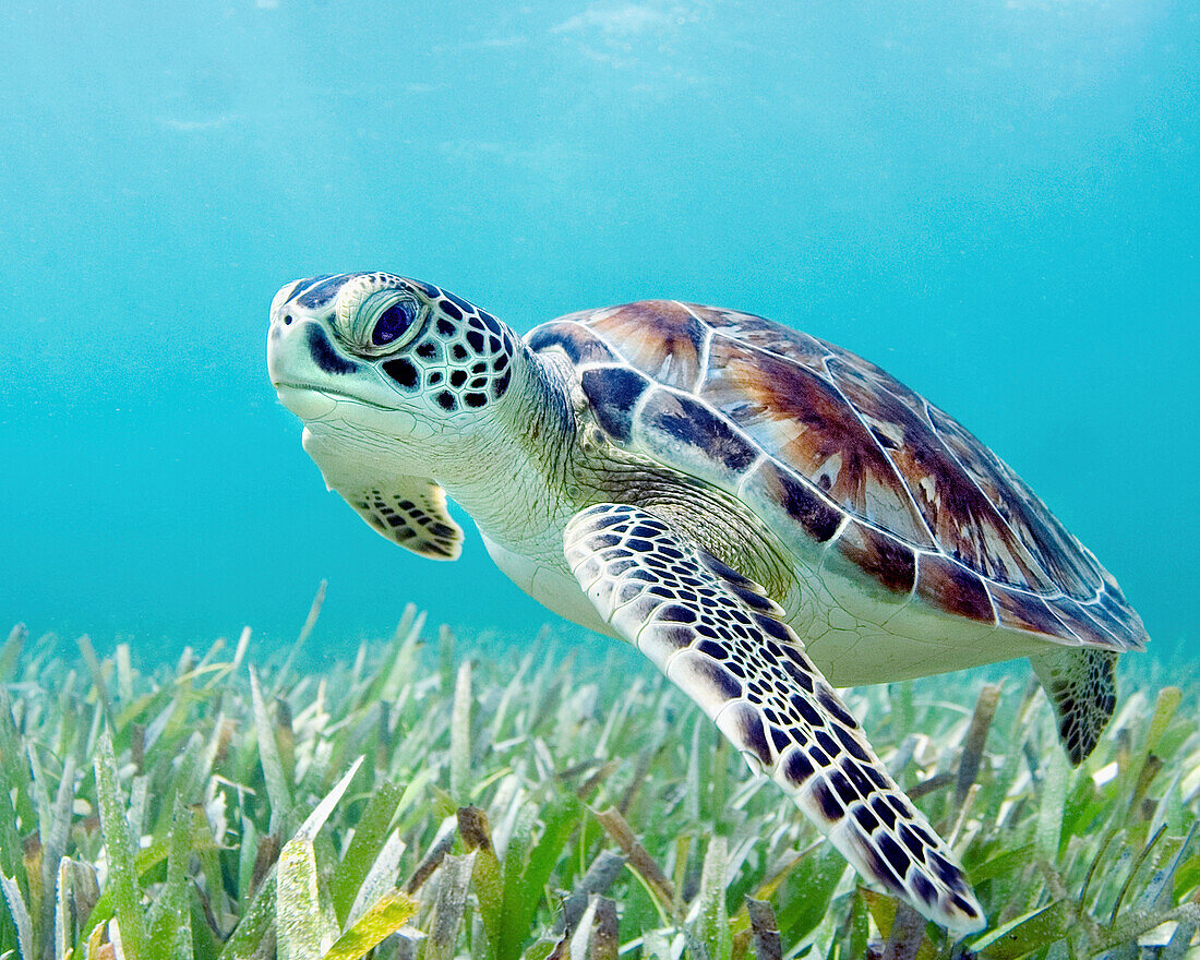 Sea Turtle Shower Curtain Sea Wisdom