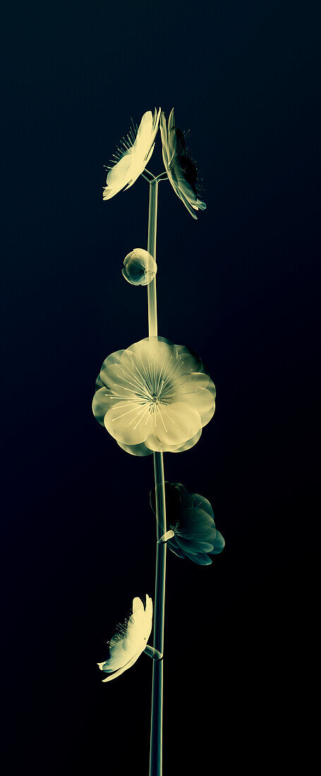 Botanical Study 6, Sheer representation of flowers and stem on black background (Photographic composition).