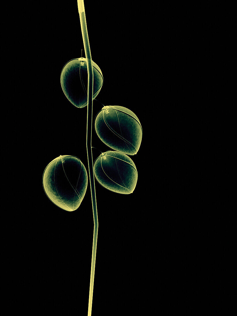 Botanical Study 2, Sheer representation of flowers and stem on black background (Photographic composition).