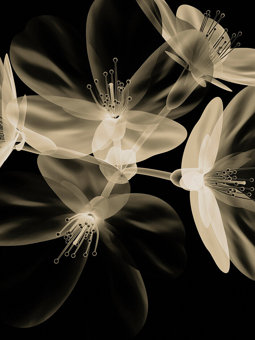 Botanical Study 4, Sheer representation of flowers on black background (Photographic composition).