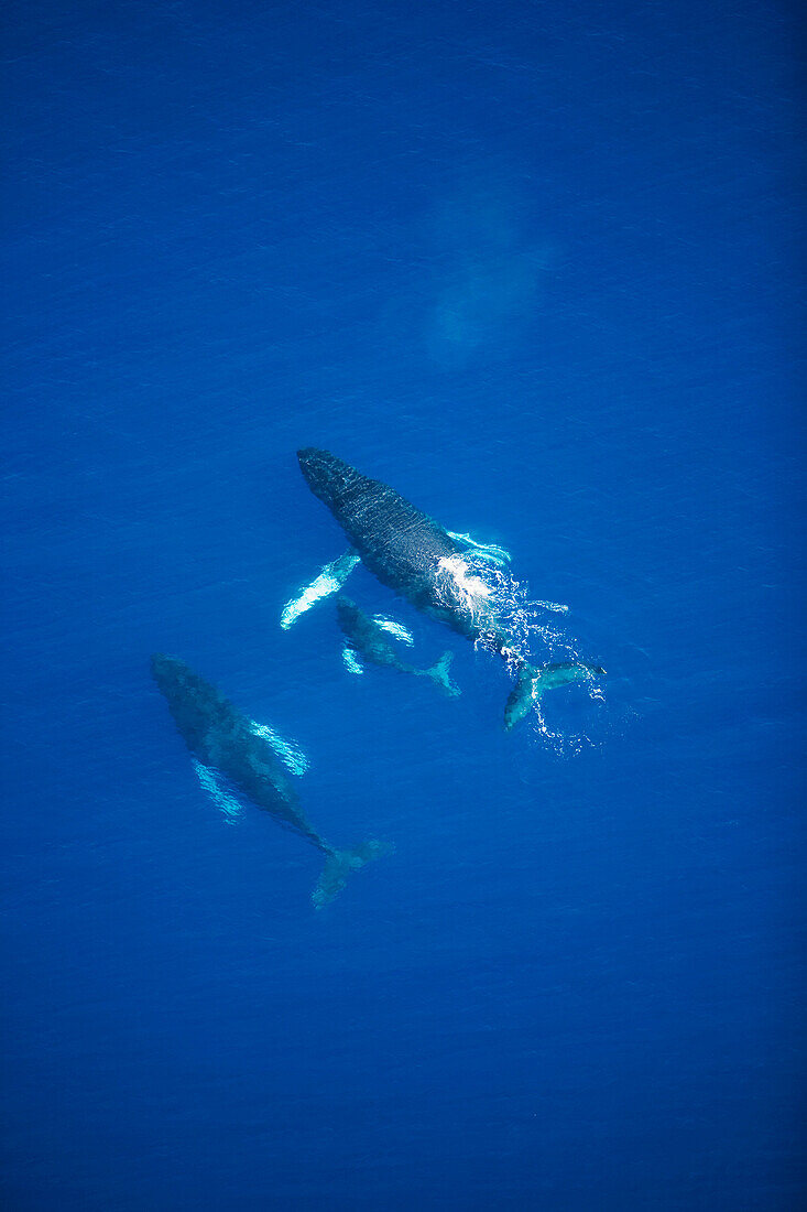 Hawaii, Maui, Aerial view of Humpback Whales.