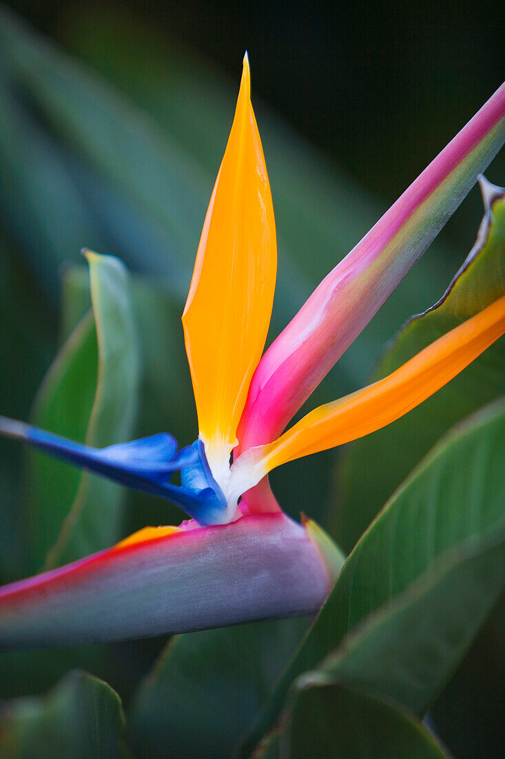 Hawaii, Maui, Bird of Paradise blossom.