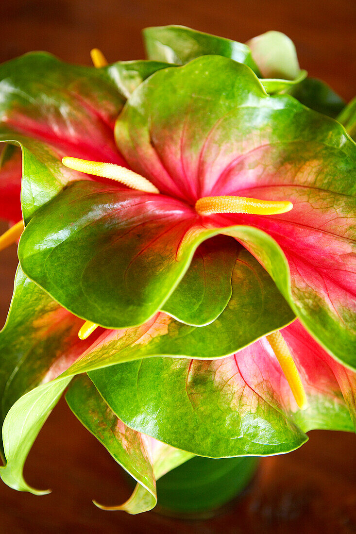 Hawaii, Close-up of a green and red anthurium.