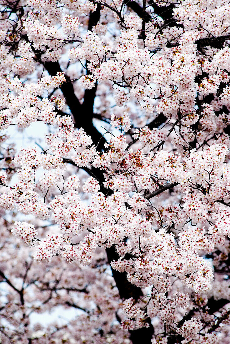 Japan, Tokyo, Shinjuku Gyoen Park, Cherry blossom season.