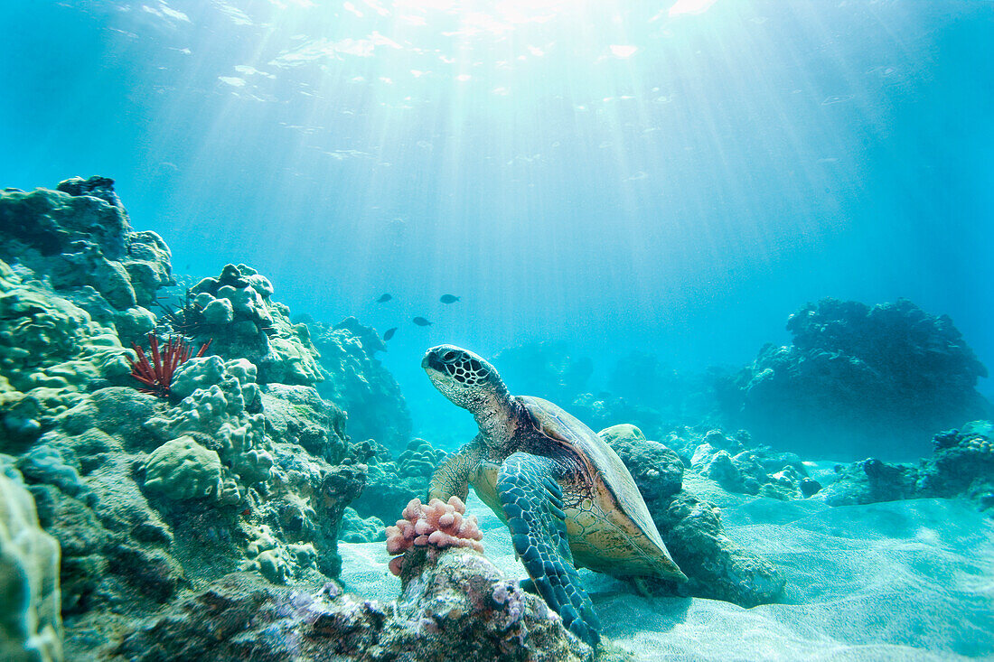 Hawaii, Green sea turtle (Chelonia mydas) an endangered species.