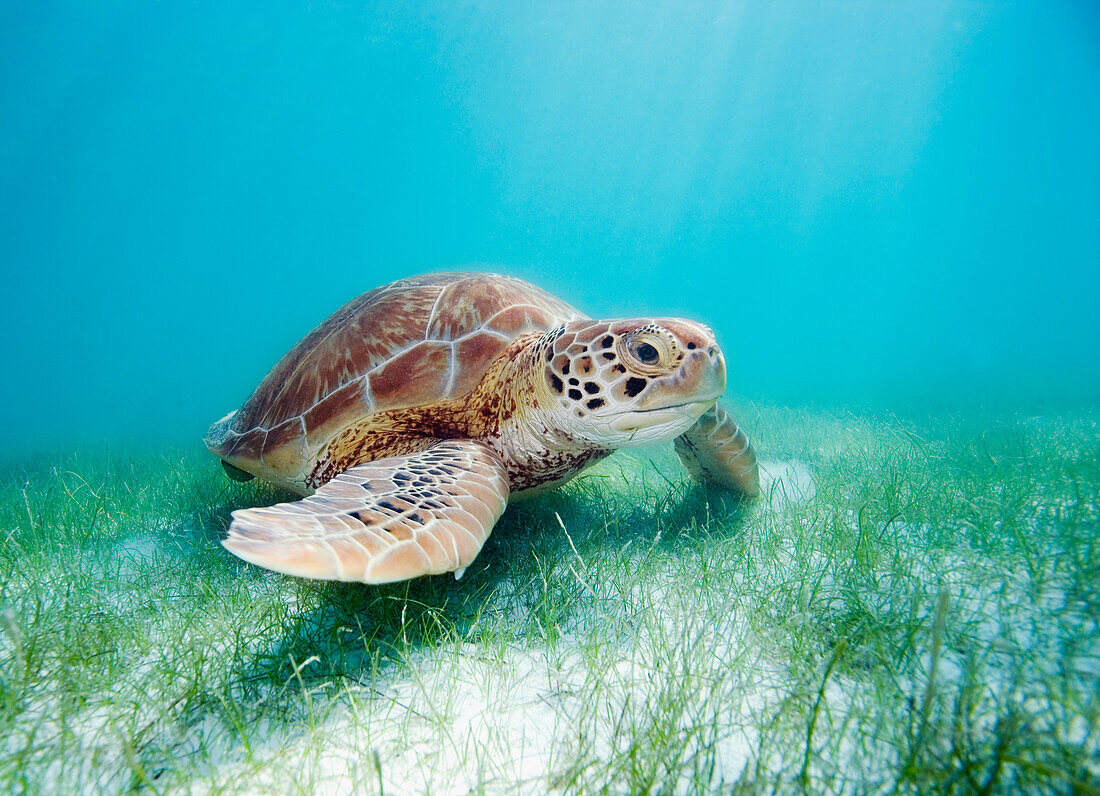 Mexico, Akumal, Green sea turtle (Chelonia mydas) an endangered species.