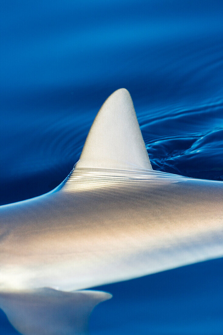 Hawaii, Gray Reef Shark (Carcharhinus amblyrhynchos), Fin surfacing ocean.