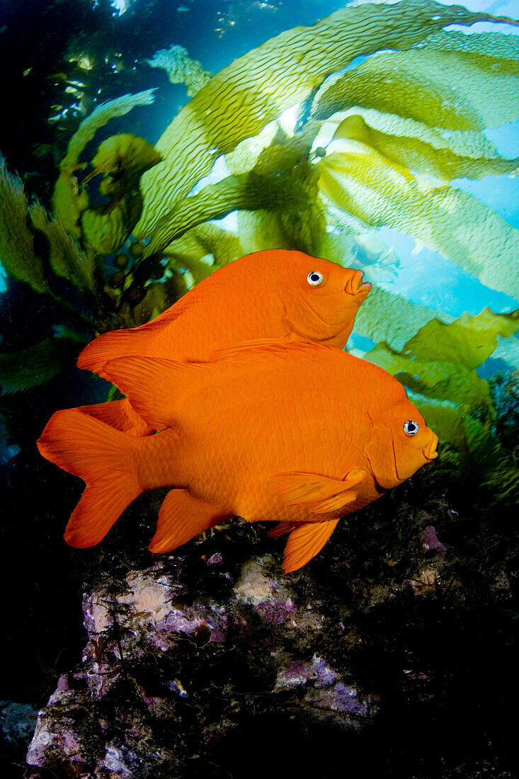 California, Garibaldi (Hypsypops rubicundus) in kelp forest (Macrocystis pyrifera).