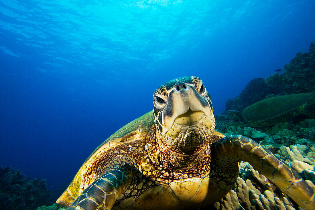 Hawaii, Green sea turtle (Chelonia mydas) above coral reef.