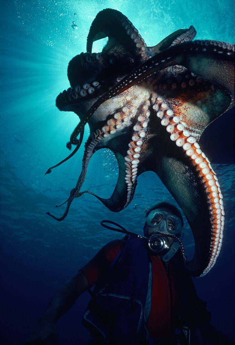 Hawaii, Octopus above diver.