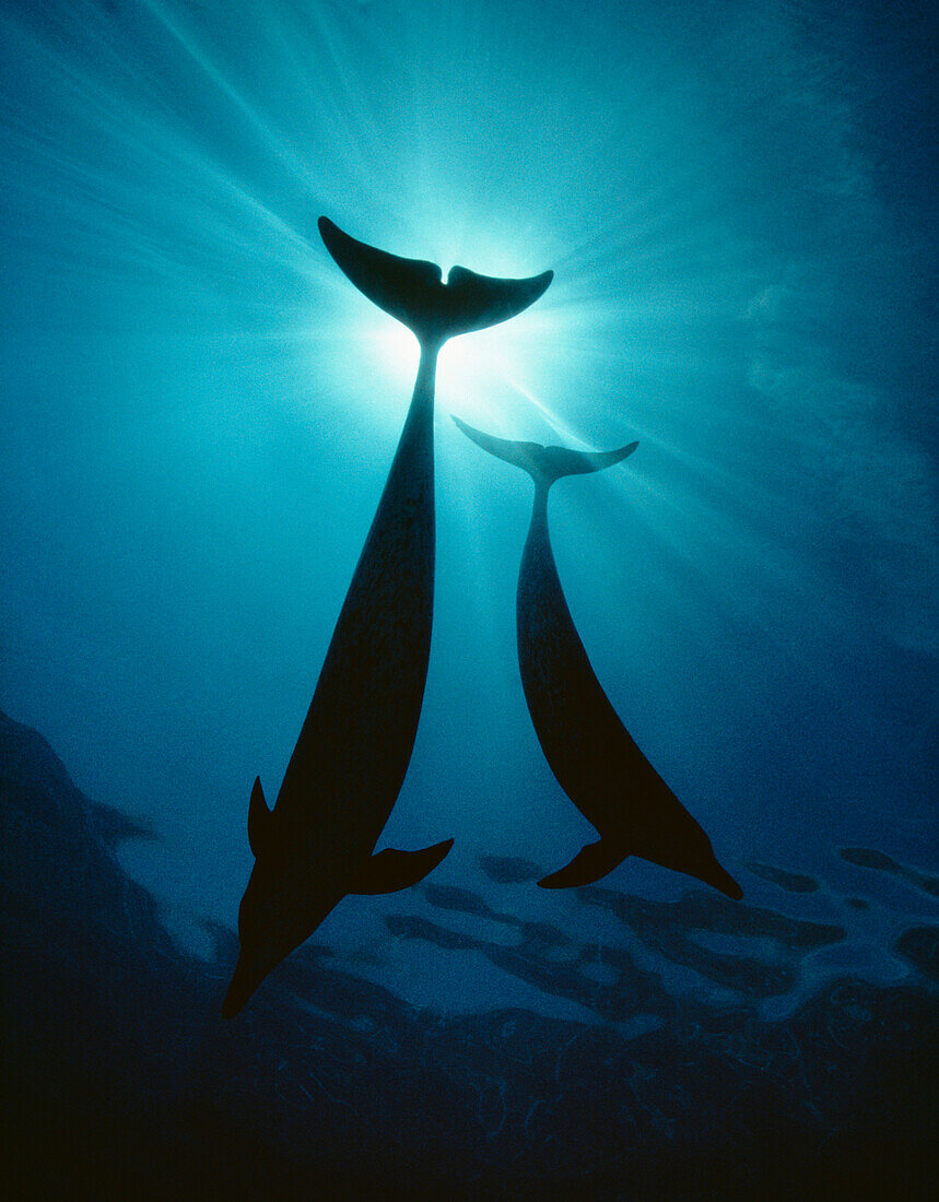 Hawaii, Two dolphins silhouetted against ocean surface sunrays, View from below.