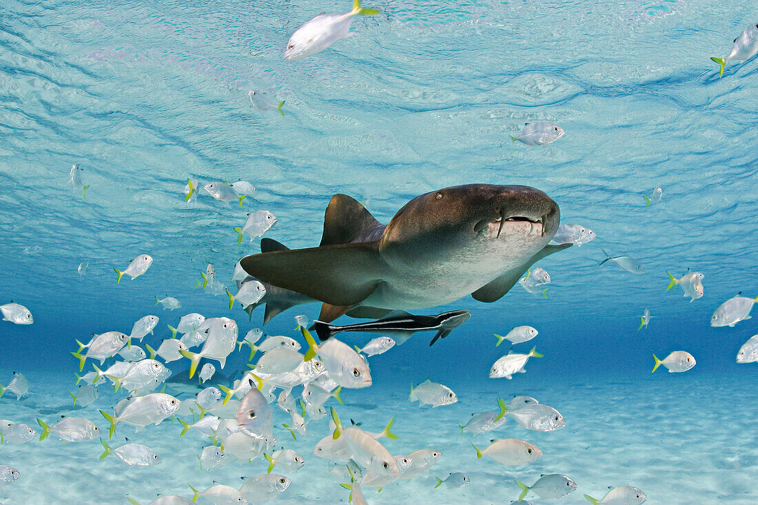 Bahamas, This nurse shark (Ginglymostoma cirratum) is pictured with a school of juvinile jacks and remora.