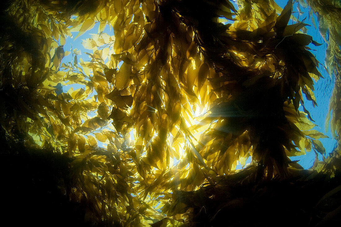 California, Catalina Island, Sunlight streaming through a forest of giant kelp (Macrocystis pyrifera).