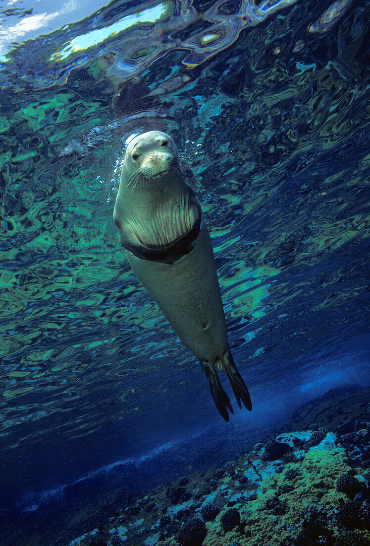 Hawaii, Underwater encounters with Hawaiian monk seals (Monachus schauinslandi), endemic and endangered, are few and far between.