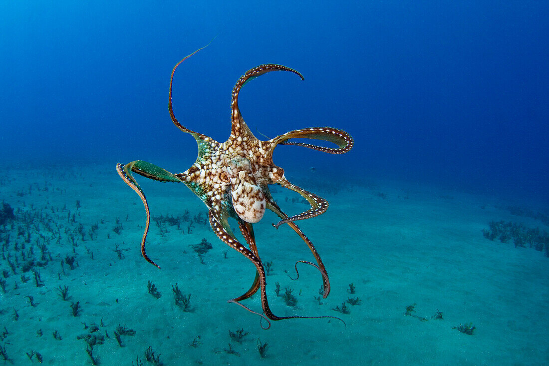 Hawaii, Day octopus (Octopus cyanea).