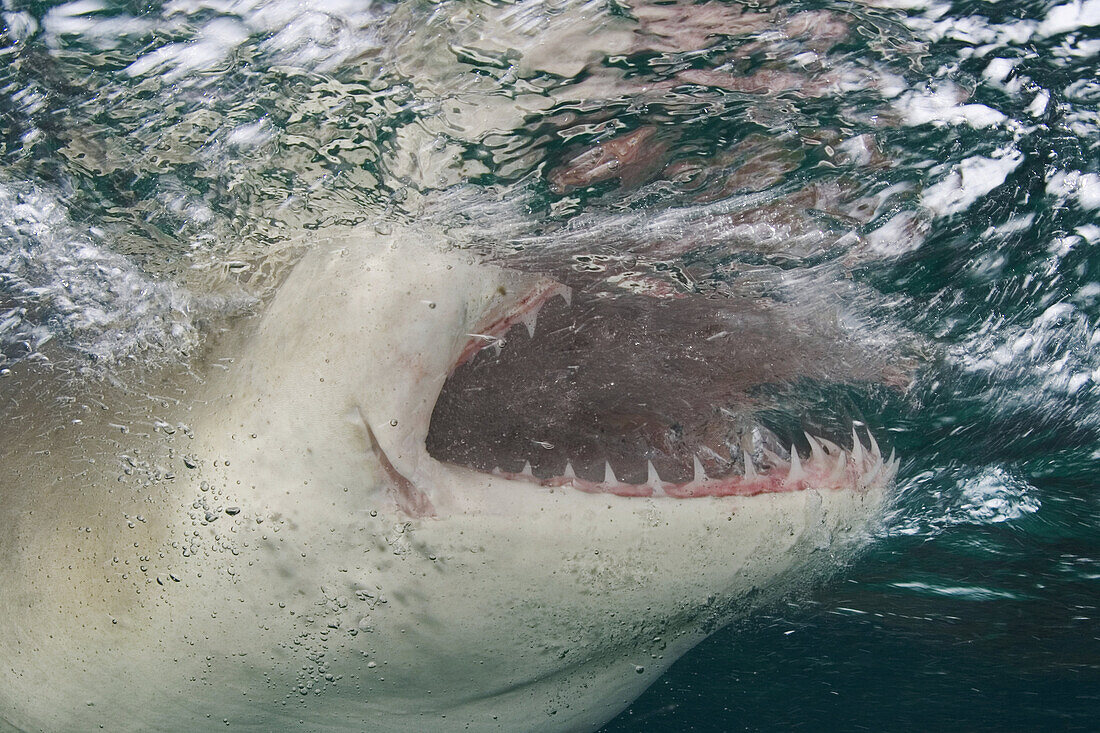 Caribbean, Bahamas, Little Bahama Bank, Lemon Shark (Negaprion brevirostris) close-up near surface, mouth open.