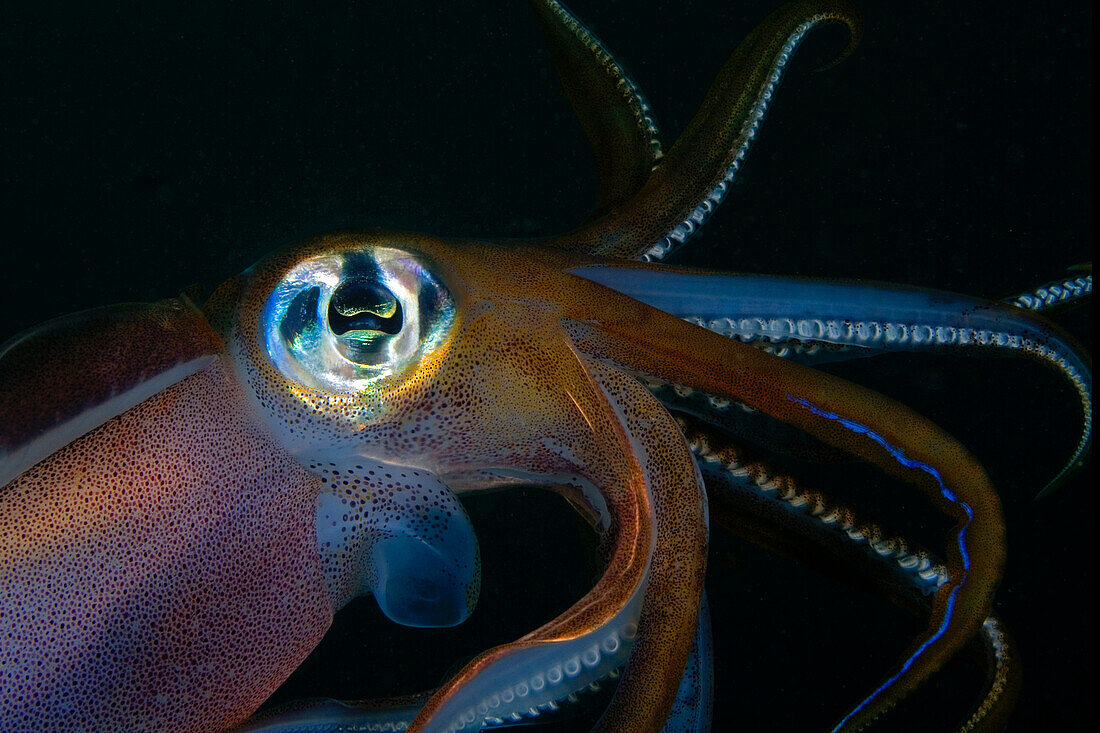 Indonesia, Banda Sea, Banda Niera Island, Reef squid (sepioteuthis lessonia) at night.