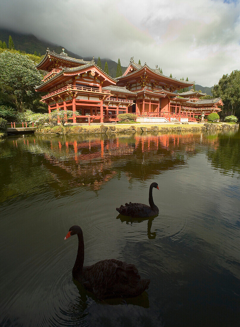 Hawaii, Oahu, Ahuimanu Valley, Valley of the Temples, Two Black Swans in pond at Byodo-In Temple.