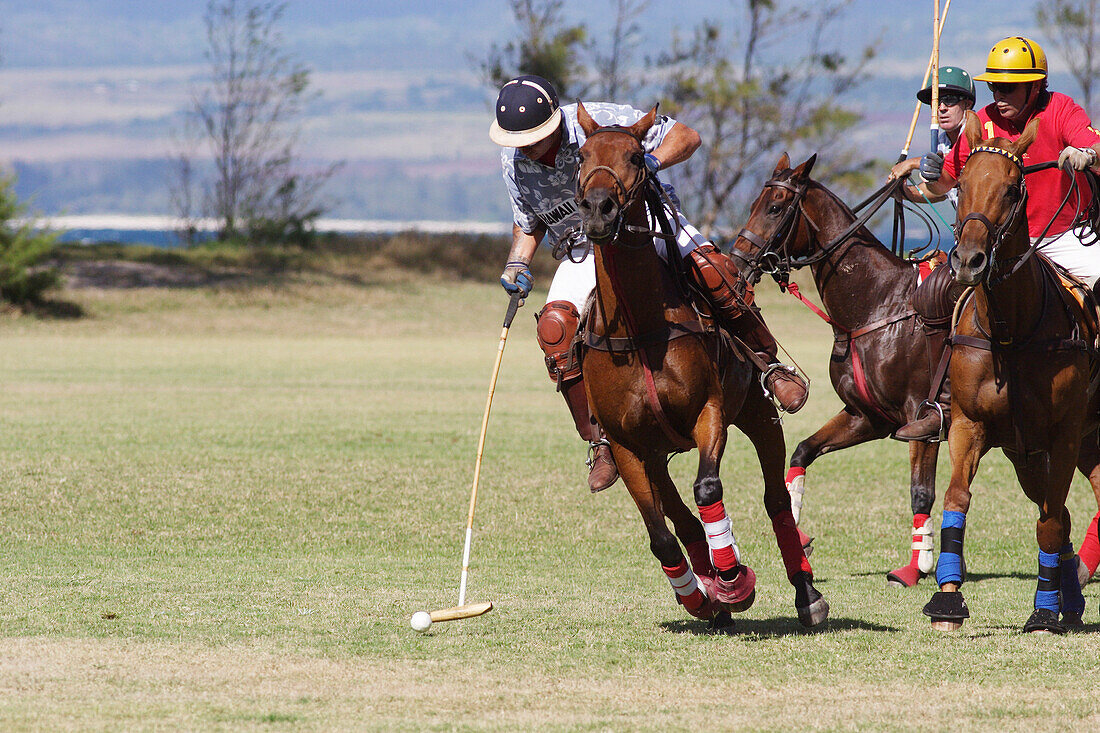 Hawaii, Oahu, North Shore, men on horseback playing polo on oceanside fields. NO MODEL RELEASE