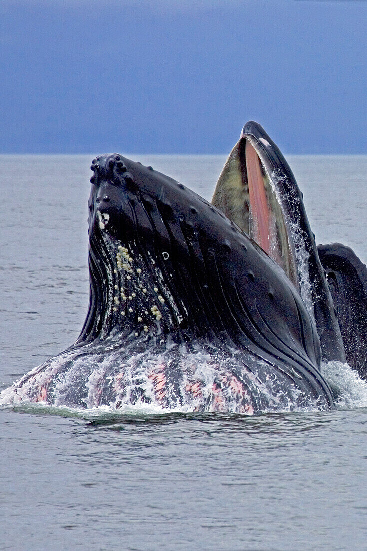 Alaska, Frederick Sound, Humpback whale (megaptera novanglia) bubble net feeding on herring.