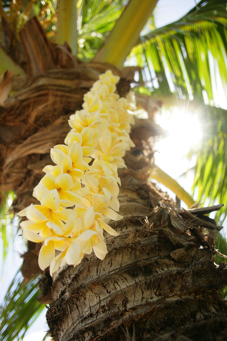 Hawaii, Close-up of a yellow plumeria lei hanging from a palm tree.