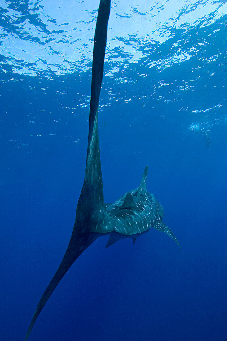 Hawaii, Big Island, Kona, Whale Shark (Rhiniodon typus) swimming away.