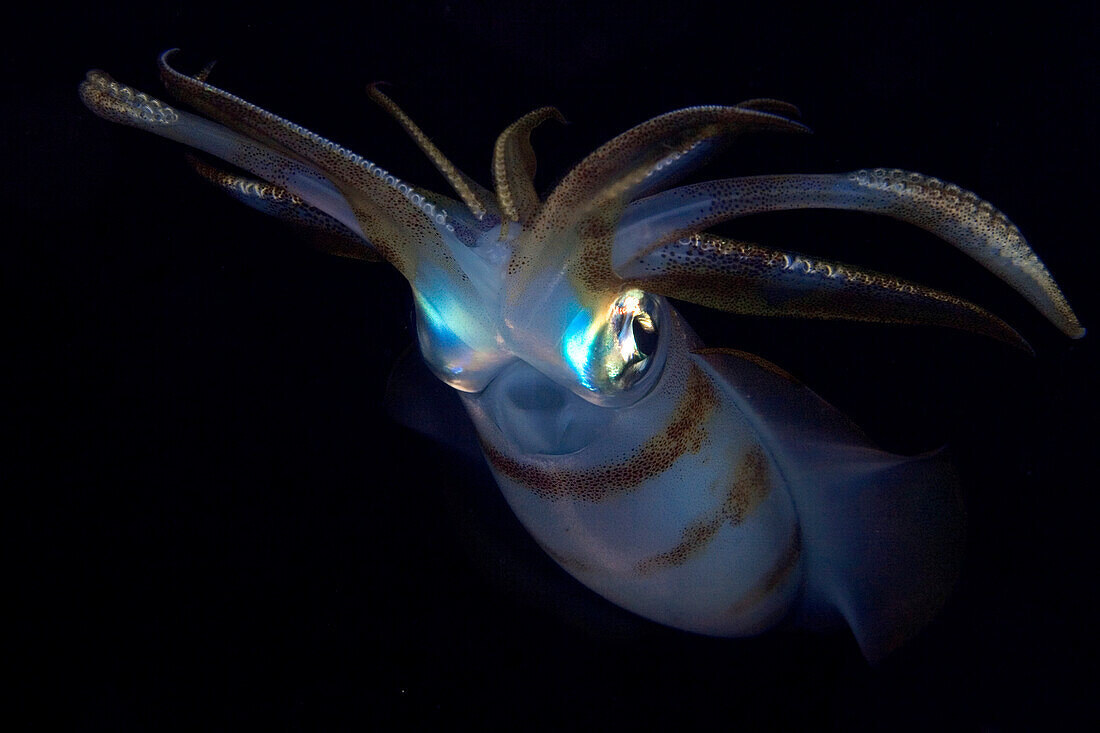 Indonesia, Banta Island, Oval squid (sepioteuthis lessonia) at night.