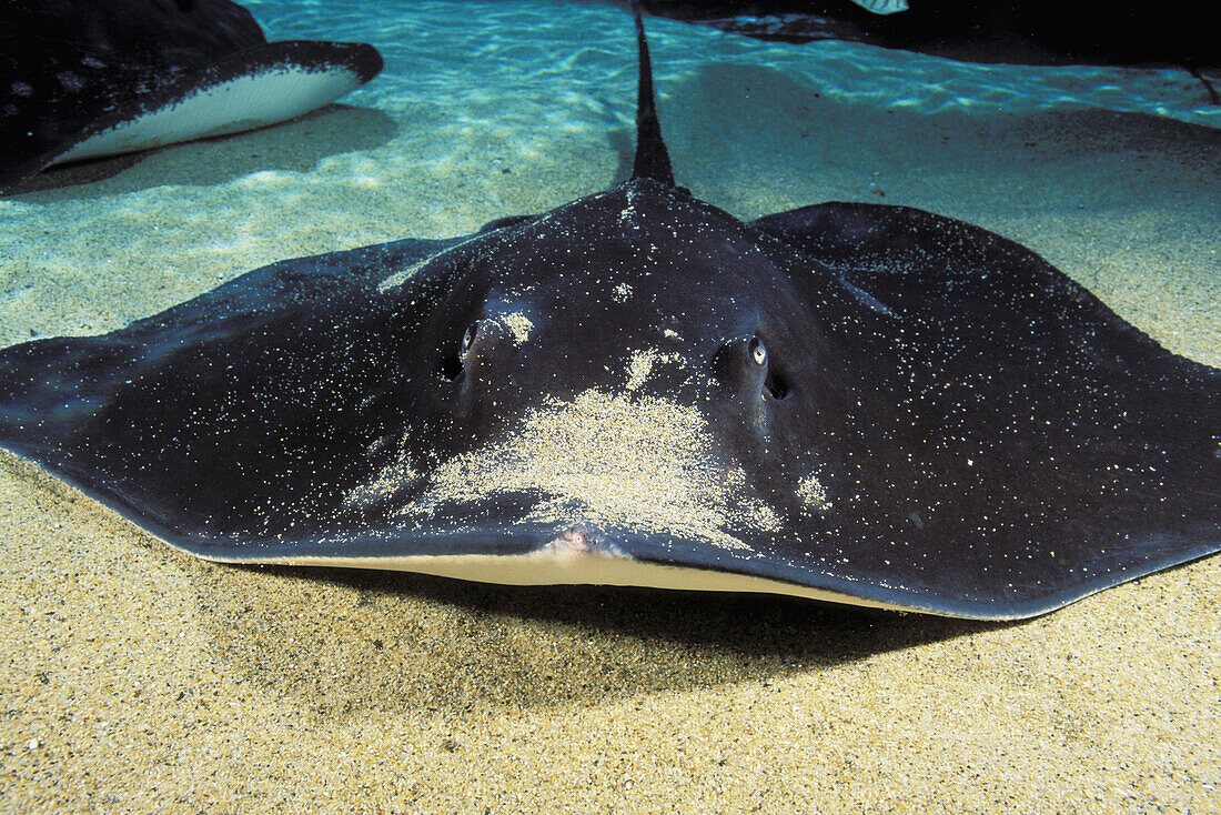 Hawaii, Close-up of Hawaiian stingray (Dasyatis brevis) on sandy ocean floor.