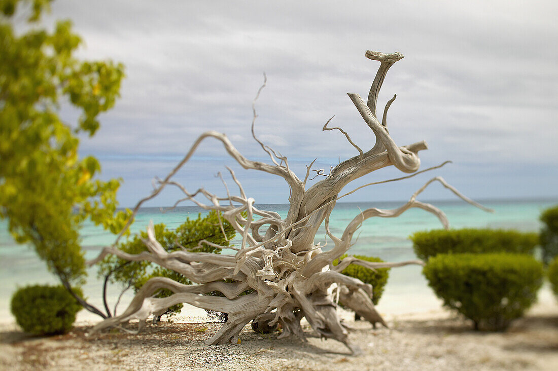 French Polynesia, Tahiti, Tuamotu, large and unusually shaped mass of driftwood on sandy beach, ocean in background.