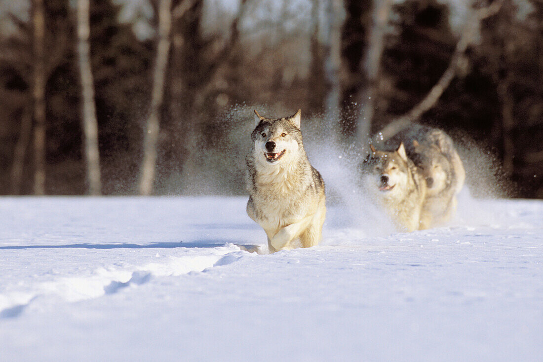Alaska, Gray wolves charging through deep winter snow.