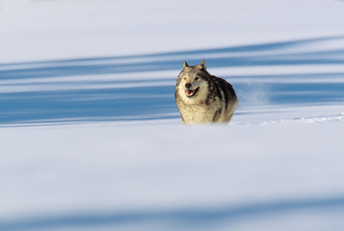 Alaska, Gray wolf charging through deep winter snow.