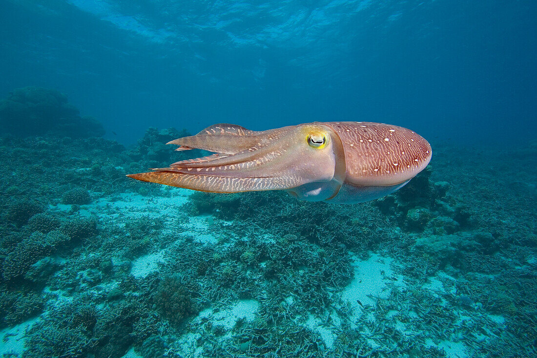 Micronesia, Palua, Common cuttlefish, (Sepia officinalis) near the ocean floor.