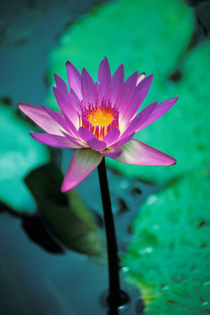 Water lily in water, purple