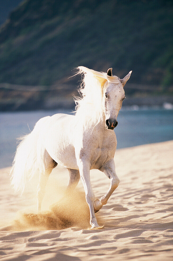 White horse running on the beach.