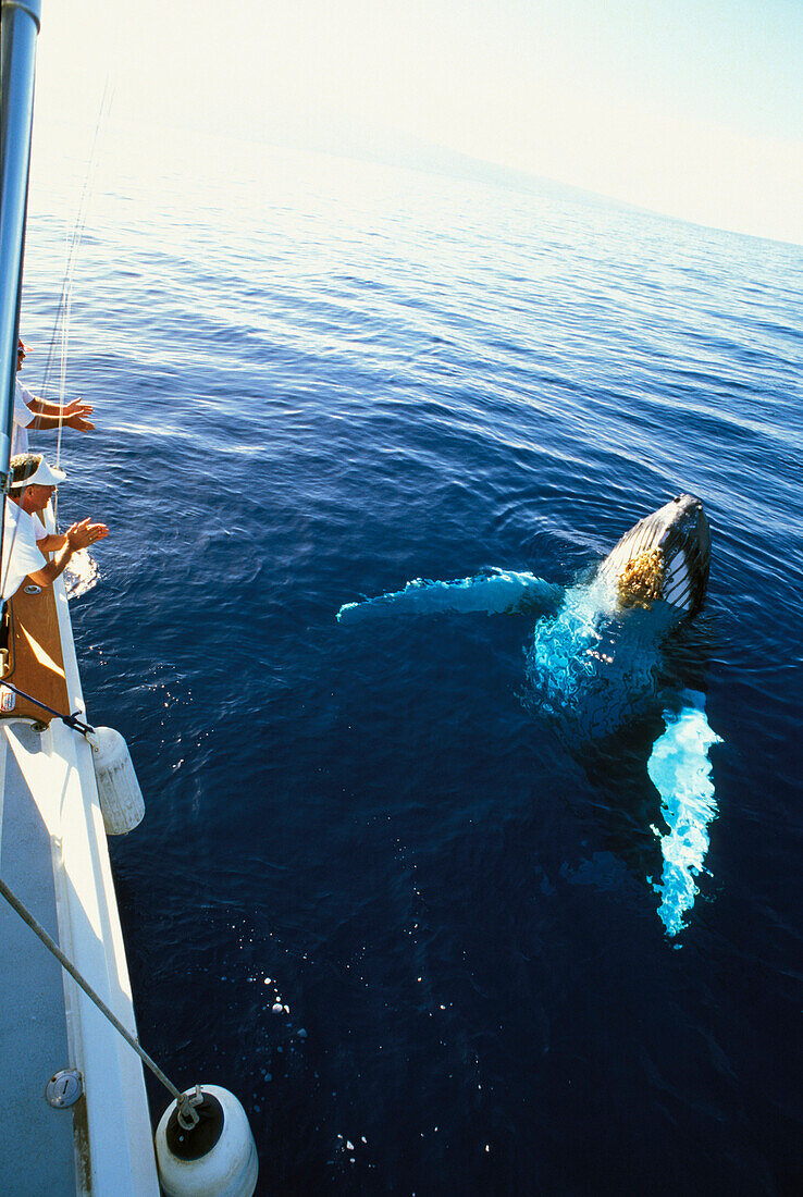 Hawaii, Maui, Whale watching tour, Whale surfaces beside boat, body visible clear water