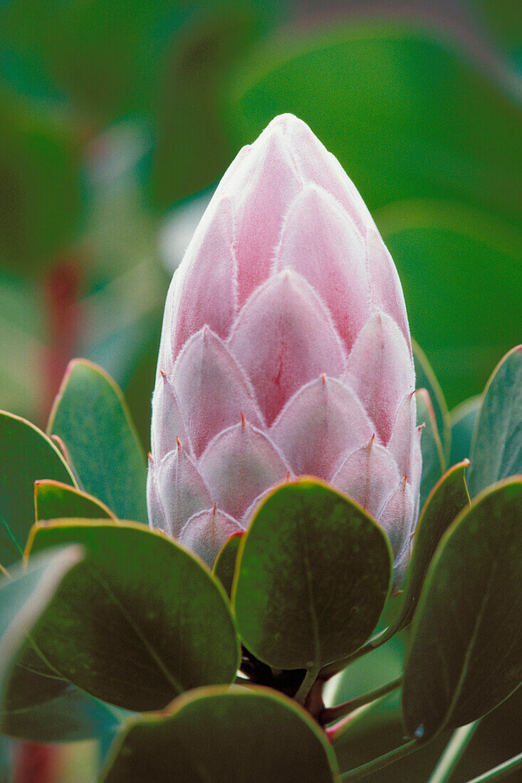 Hawaii, Pink protea