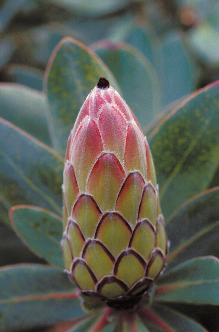 Hawaii, Close-up of Protea Ermine Tail (Protea pudens) pink, closed