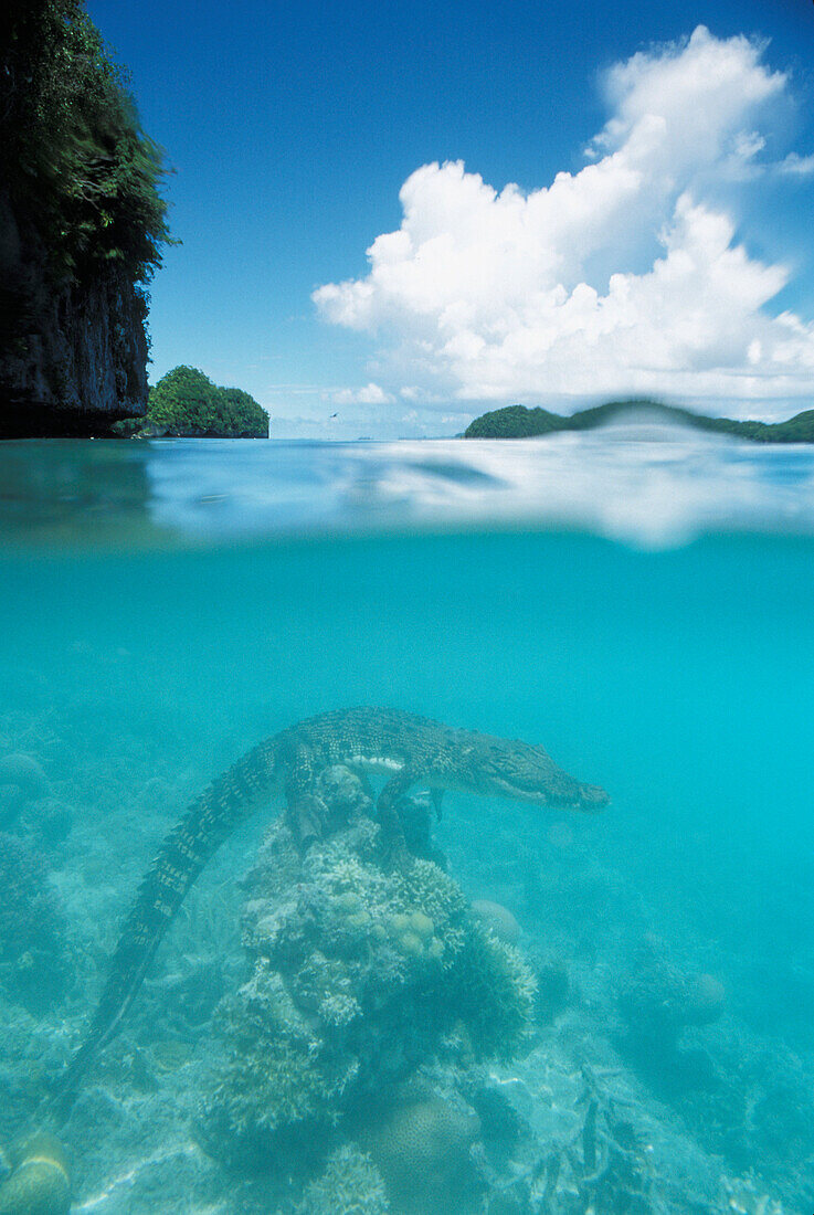 Palau, Rock Islands, Saltwater crocodile perched on the coral.