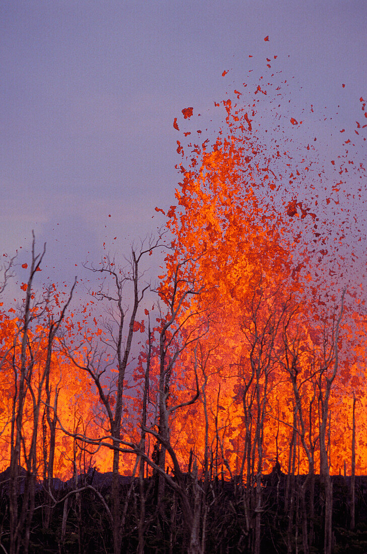 Hawaii, Big Island, Hawaii Volcanoes National Park, Pu'u O vent rift eruption, burned trees
