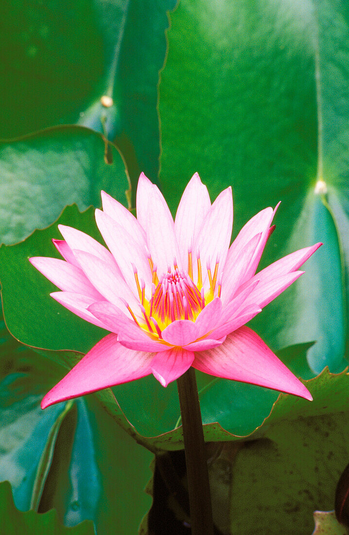 Pink water lily surrounded by leaves