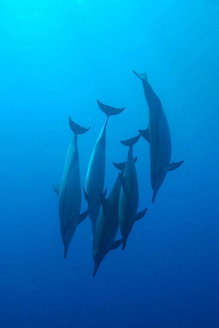Caribbean, Bahamas, Spotted Dolphins (stenella frontalis) [For use up to 13x20 only]