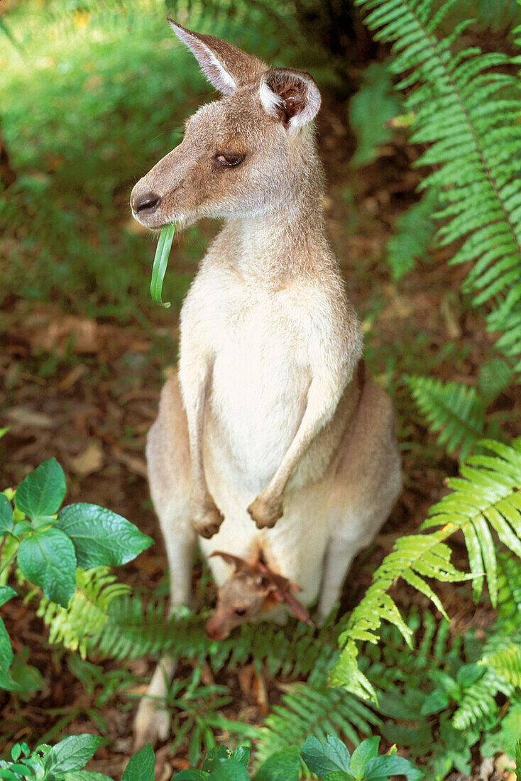 Australia, Eastern Great kangaroo (Macropus giganteus) mother & joey