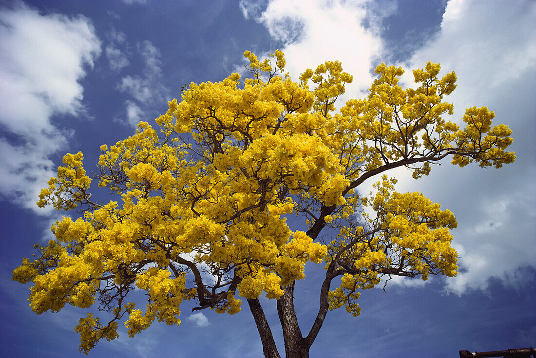 Primavera or gold tree (Tabebuia donnell-smithii) Bignoniaceae, with bright yellow blossoms in blue sky