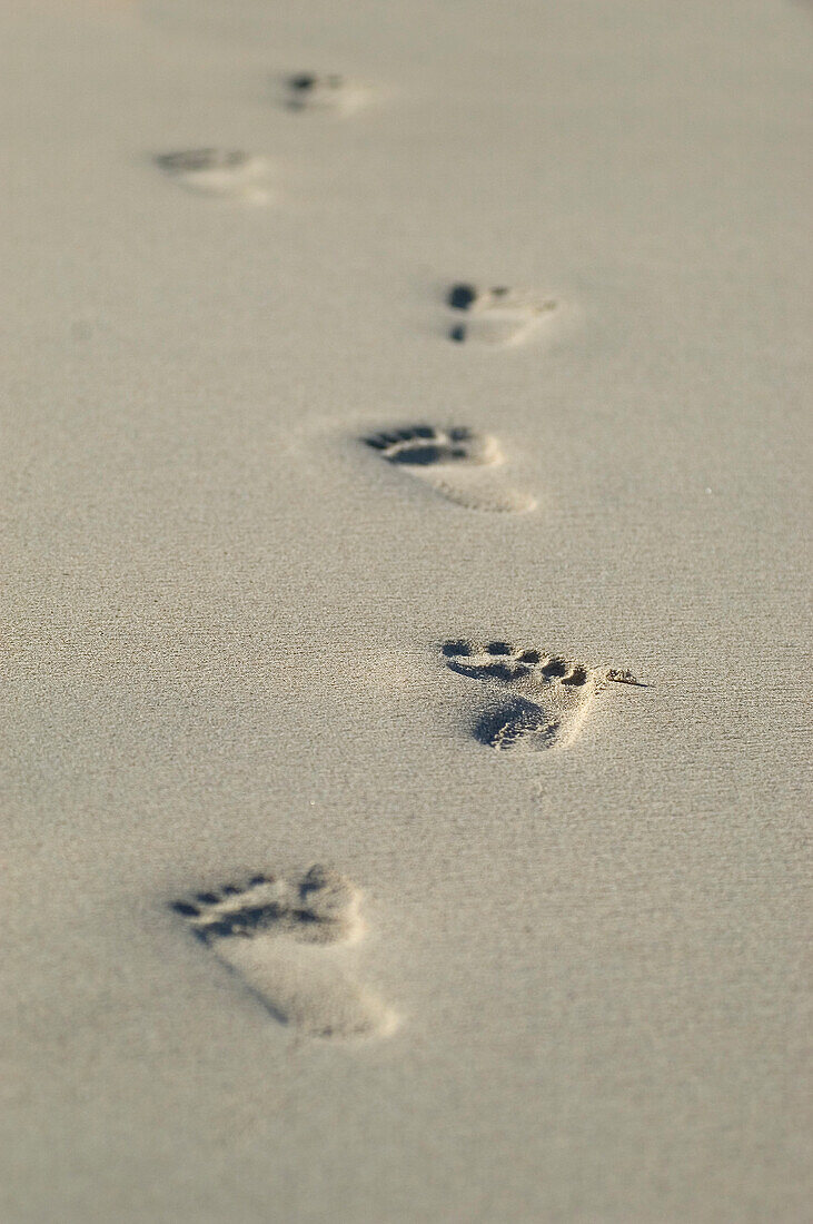 Thailand, Phuket, Close-up of footprints along the seashore.