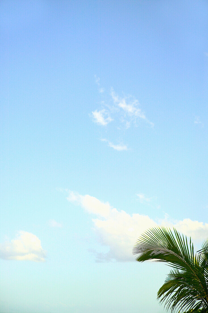 Abstract perspective of coconut palm trees and blue sky