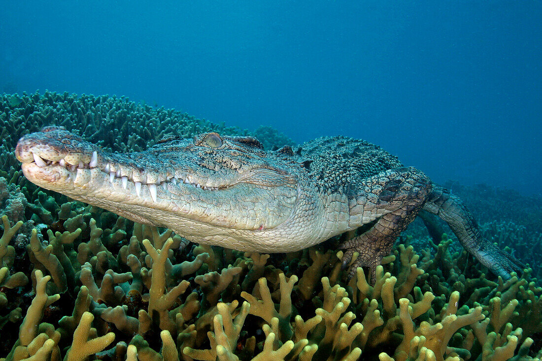 Micronesia, Palau, Captive saltwater crocodile [Crocodylus porosus] on coral bed