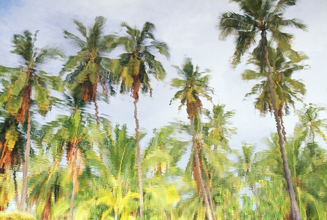 Reflection of many palm trees against blue skies in pond
