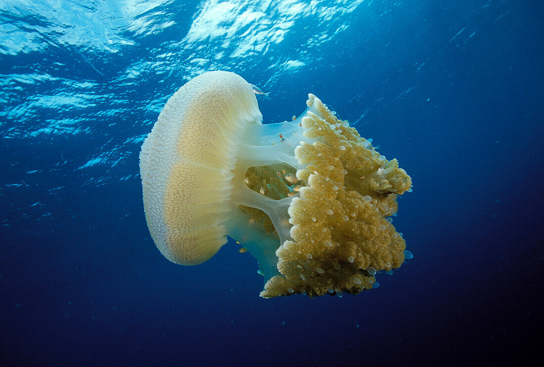 Thailand, 2foot jellyfish (Crambione mastigophora) with jackfish in tentacles.